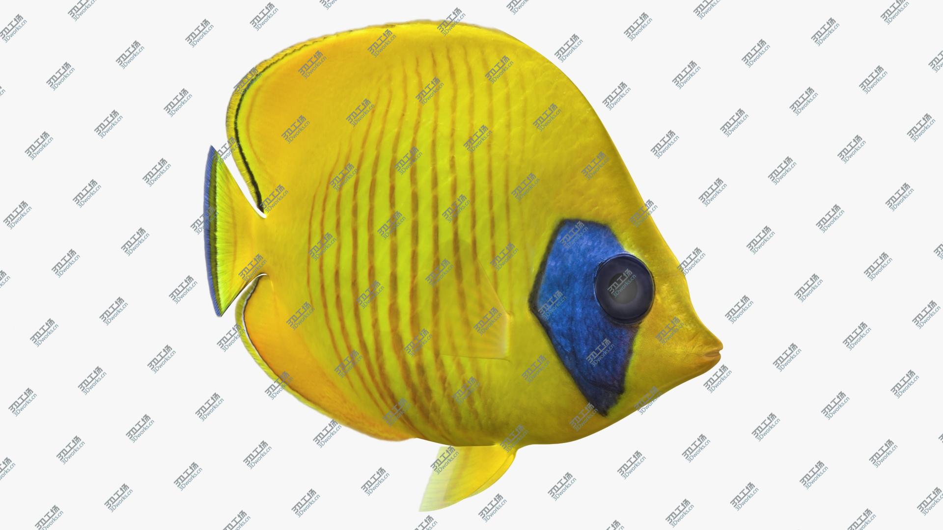 images/goods_img/202105074/Bluecheek Butterflyfish (Animated) 3D model/2.jpg